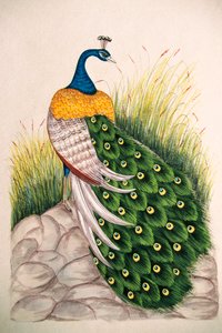 Pintura en miniatura sobre seda Pavo real