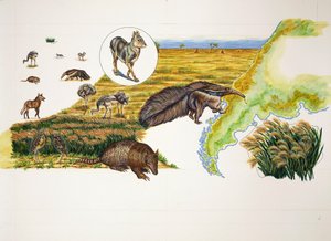 Argentina, las Pampas