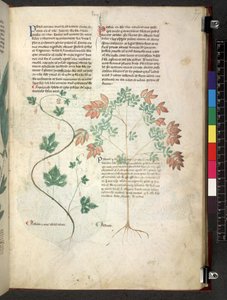 Egerton 747 Tractatus de herbis (Herbal) c.1280-1310 (tinta y color sobre vitela) de School Italian