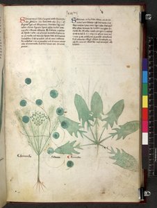 Egerton 747 Tractatus de herbis (Herbal) c.1280-1310 (tinta y color sobre vitela) de School Italian