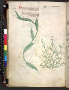 Egerton 747 Tractatus de herbis (Herbal) c.1280-1310 (tinta y color sobre vitela) de School Italian