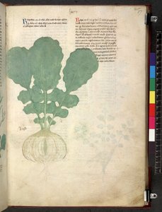 Egerton 747 Tractatus de herbis (Herbal) c.1280-1310 (tinta y color sobre vitela) de School Italian