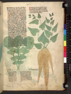 Egerton 747 Tractatus de herbis (Herbal) c.1280-1310 (tinta y color sobre vitela) de School Italian