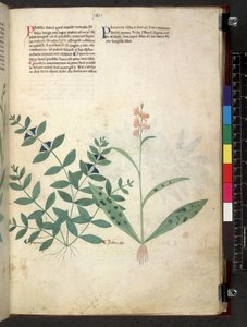 Egerton 747 Tractatus de herbis (Herbal) c.1280-1310 (tinta y color sobre vitela) de School Italian