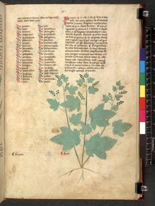 Egerton 747 Tractatus de herbis (Herbal) c.1280-1310 (tinta y color sobre vitela) de School Italian