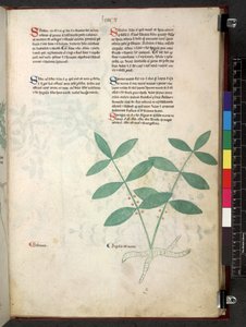 Egerton 747 Tractatus de herbis (Herbal) c.1280-1310 (tinta y color sobre vitela) de School Italian