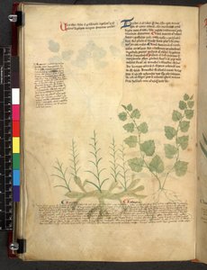 Egerton 747 Tractatus de herbis (Herbal) c.1280-1310 (tinta y color sobre vitela) de School Italian