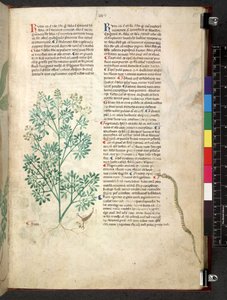 Egerton 747 Tractatus de herbis (Herbal) c.1280-1310 (tinta y color sobre vitela) de School Italian