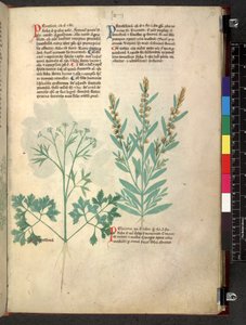 Egerton 747 Tractatus de herbis (Herbal) c.1280-1310 (tinta y color sobre vitela) de School Italian
