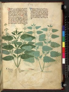 Egerton 747 Tractatus de herbis (Herbal) c.1280-1310 (tinta y color sobre vitela) de School Italian