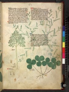 Egerton 747 Tractatus de herbis (Herbal) c.1280-1310 (tinta y color sobre vitela) de School Italian