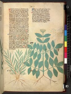 Egerton 747 Tractatus de herbis (Herbal) c.1280-1310 (tinta y color sobre vitela) de School Italian