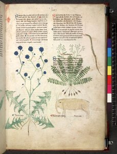 Egerton 747 Tractatus de herbis (Herbal) c.1280-1310 (tinta y color sobre vitela) de School Italian