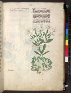 Egerton 747 Tractatus de herbis (Herbal) c.1280-1310 (tinta y color sobre vitela) de School Italian