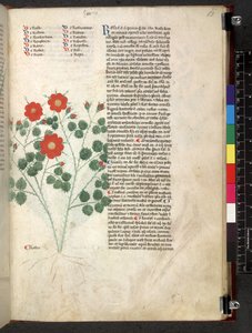 Egerton 747 Tractatus de herbis (Herbal) c.1280-1310 (tinta y color sobre vitela) de School Italian