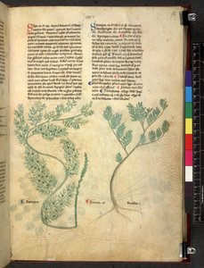 Egerton 747 Tractatus de herbis (Herbal) c.1280-1310 (tinta y color sobre vitela) de School Italian