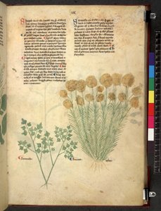 Egerton 747 Tractatus de herbis (Herbal) c.1280-1310 (tinta y color sobre vitela) de School Italian
