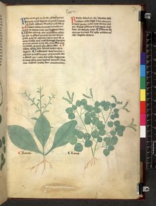 Egerton 747 Tractatus de herbis (Herbal) c.1280-1310 (tinta y color sobre vitela) de School Italian