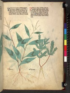 Egerton 747 Tractatus de herbis (Herbal) c.1280-1310 (tinta y color sobre vitela) de School Italian
