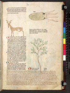 Egerton 747 Tractatus de herbis (Herbal) c.1280-1310 (tinta y color sobre vitela)