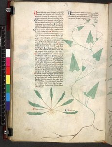 Egerton 747 Tractatus de herbis (Herbal) c.1280-1310 (tinta y color sobre vitela)