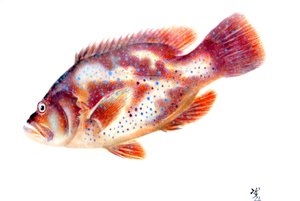 Gyotaku de Japanese School