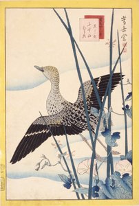 Pato silvestre de School Japanese