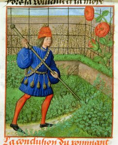 Harl 4425 f.184v El amante alcanza la rosa, del 