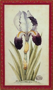 Estudio de un iris de bandera (acuarela sobre papel) de School Qajar