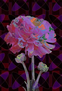 Clavel, 2019 de Scott J. Davis