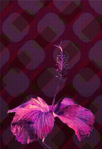 Hibiscus3, 2019 de Scott J. Davis