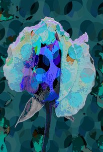 Rosa de té 5B de Scott J. Davis