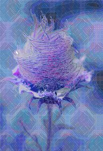 Wood Avens,2 2019 de Scott J. Davis