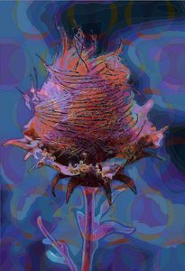 Wood Avens, 2019 de Scott J. Davis