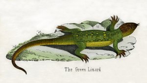 Impresión antigua de un lagarto verde europeo de Scottish School
