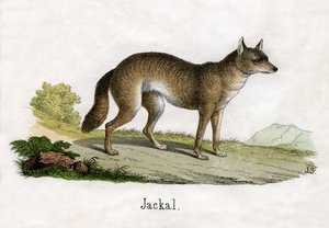 Grabado antiguo de un chacal