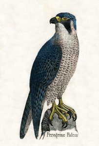 Grabado antiguo de un halcón peregrino