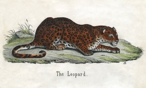 Impresión antigua de un leopardo africano de Scottish School