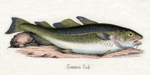 Estampa Antigua de un Bacalao Atlántico