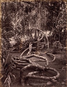 Una enredadera en los jardines de Peradeniya, Ceilán