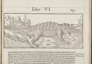 Cosmographia, Fol 1137, 1544 de Sebastian Munster