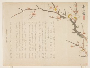 Ciruela en Flor, Enero 1837