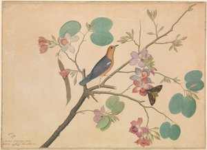 Un zorzal de cabeza naranja y una polilla de la calavera en una rama de orquídea de ébano púrpura de Shaikh Zain ud Din (fl.1777 83)