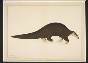 Añade la nieve. O. 4667, Pangolín u oso hormiguero escamoso de Shaikh Zain ud Din (fl.1777 83)