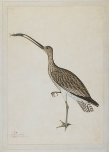 Zarapito oriental devorando un gobio de Shaikh Zain ud Din (fl.1777 83)