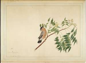 Estornino brahmán en rama de árbol de neem, folio de una serie encargada por Lady Impey, 1780 de Shaikh Zain ud Din