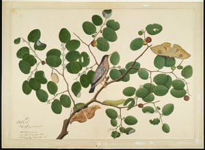 Estornino Brahminy con Dos Polillas Antheraea, Oruga y Capullo en Árbol de Jujube Indio, folio de una Serie Comisionada por Lady Impey, 1777