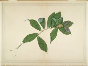 Planta de jengibre crepé, folio de una serie encargada por Lady Impey, c.1780 de Shaikh Zain ud Din