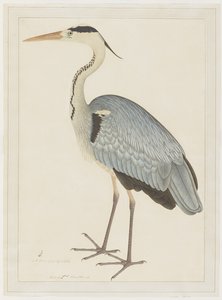 Garza gris, folio de una serie encargada por Lady Impey, c.1780-82 de Shaikh Zain ud Din