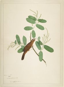 Hwamei en rama de Terminalia, folio de una serie encargada por Lady Impey, 1780 de Shaikh Zain ud Din